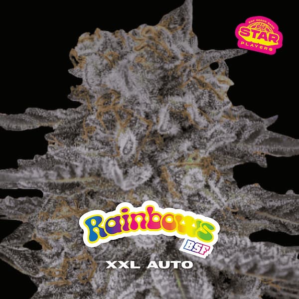 Rainbows XXL Auto Samen > BSF Seeds | Autoflowering Hanfsamen  |  Hybrid